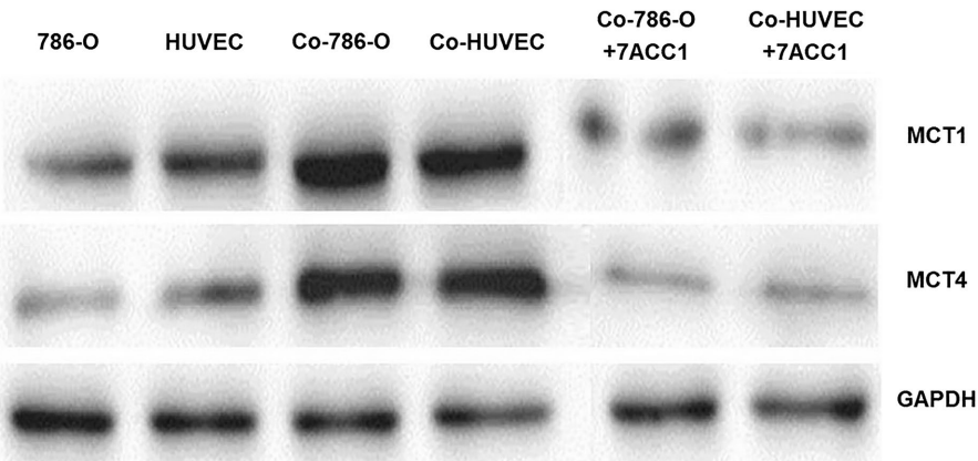 Experimental Validation Results for 7ACC1