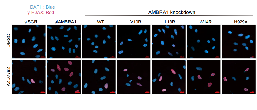 AZD-7762 | Chk Inhibitor | MedChemExpress