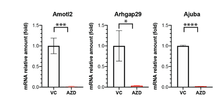 AZD4573 | CDK9 Inhibitor | MedChemExpress