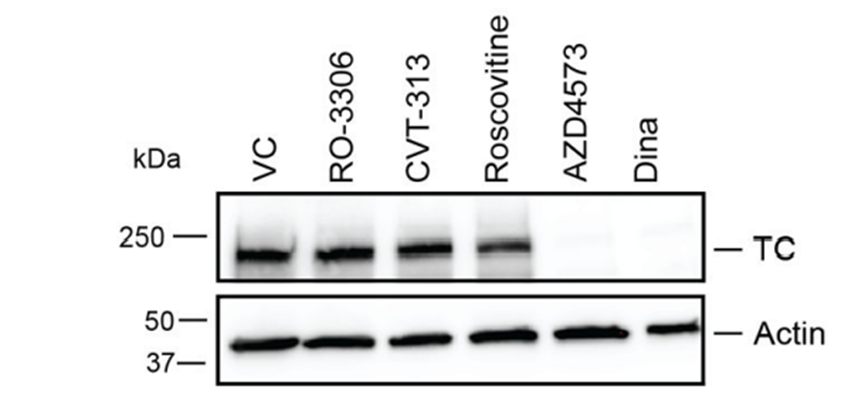 AZD4573 | CDK9 Inhibitor | MedChemExpress