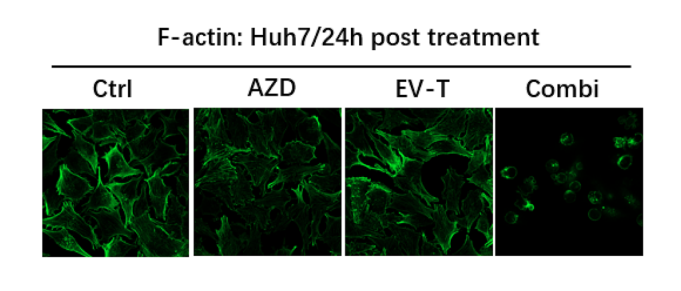 AZD5582 | IAP Antagonist | MedChemExpress