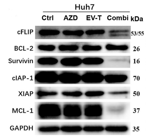 AZD5582 | IAP Antagonist | MedChemExpress