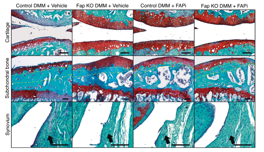 Experimental Validation Results for Ac-Gly-BoroPro