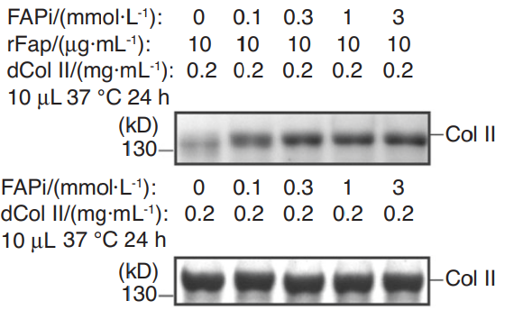 Experimental Validation Results for Ac-Gly-BoroPro