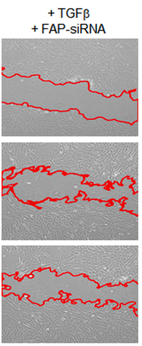 Experimental Validation Results for Ac-Gly-BoroPro
