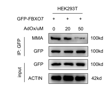 Experimental Validation Results for Adenosine dialdehyde