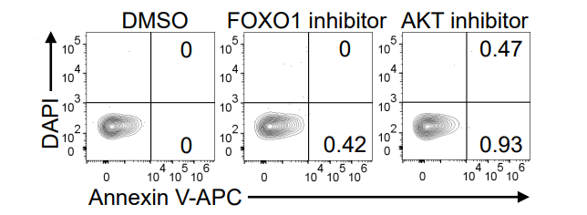 Experimental Validation Results for Afuresertib