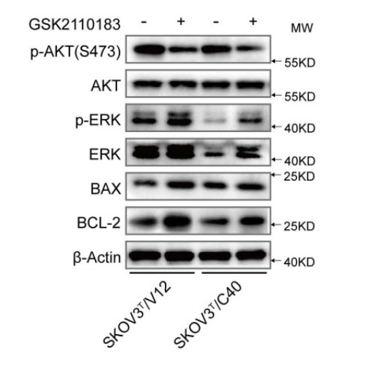 Experimental Validation Results for Afuresertib