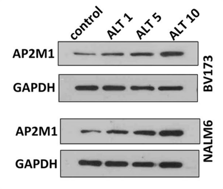 Experimental Validation Results for Alantolactone