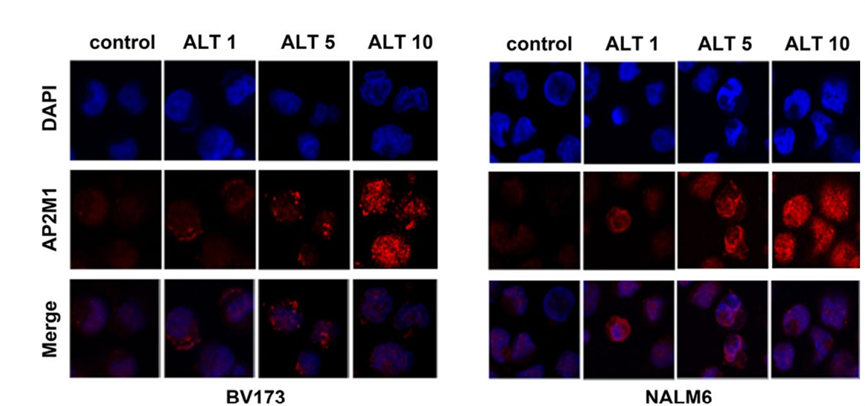 Experimental Validation Results for Alantolactone