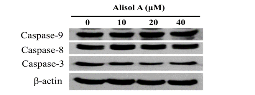 Experimental Validation Results for Alisol A
