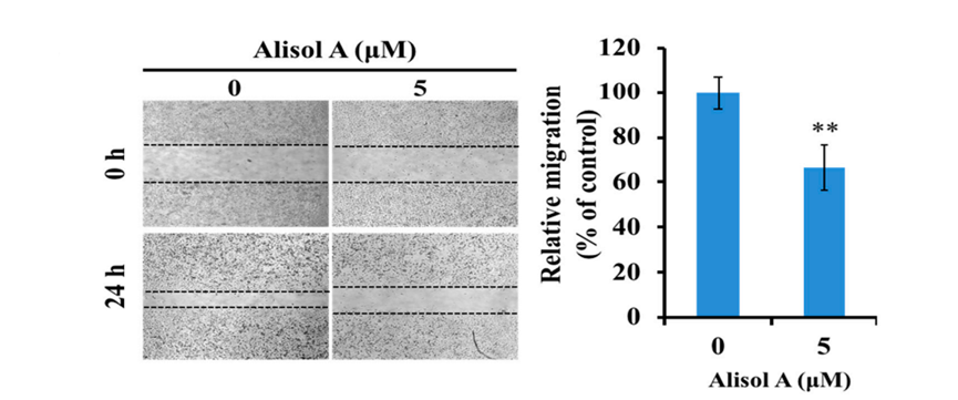 Experimental Validation Results for Alisol A