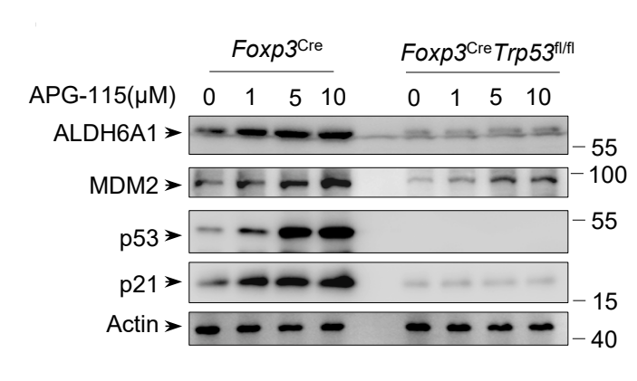 Experimental Validation Results for Alrizomadlin