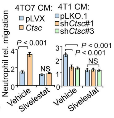 Experimental Validation Results for Alvelestat hydrochloride