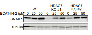 Experimental Validation Results for BCAT-IN-2