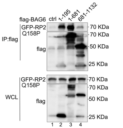 Experimental Validation Results for BI8622