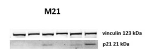 Experimental Validation Results for BOS-318