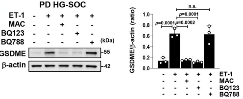 Experimental Validation Results for BQ-788 sodium salt