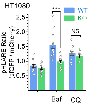 Experimental Validation Results for Bafilomycin A1