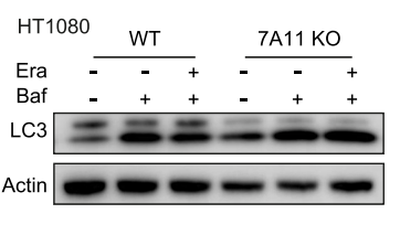 Experimental Validation Results for Bafilomycin A1