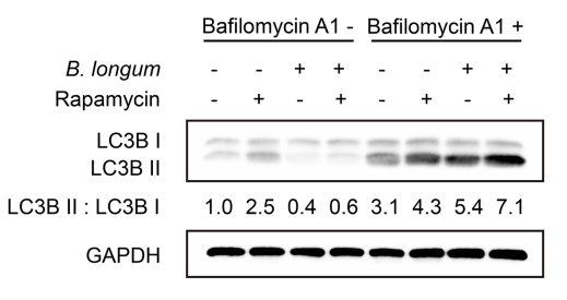 Experimental Validation Results for Bafilomycin A1