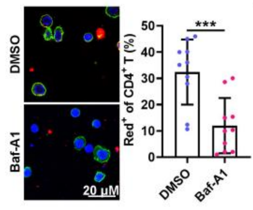 Experimental Validation Results for Bafilomycin A1