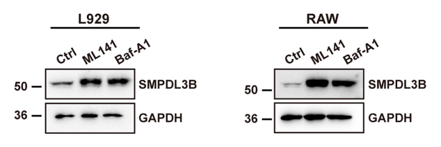 Experimental Validation Results for Bafilomycin A1