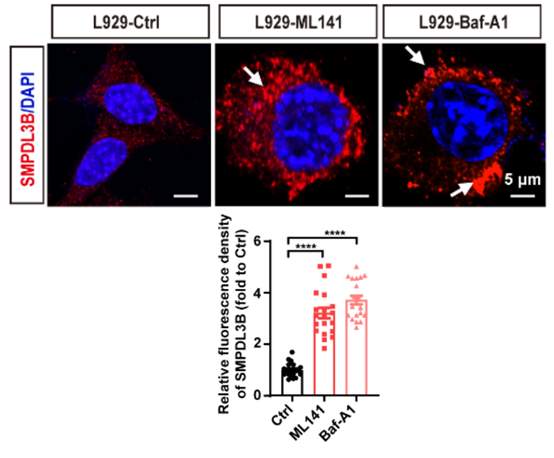 Experimental Validation Results for Bafilomycin A1