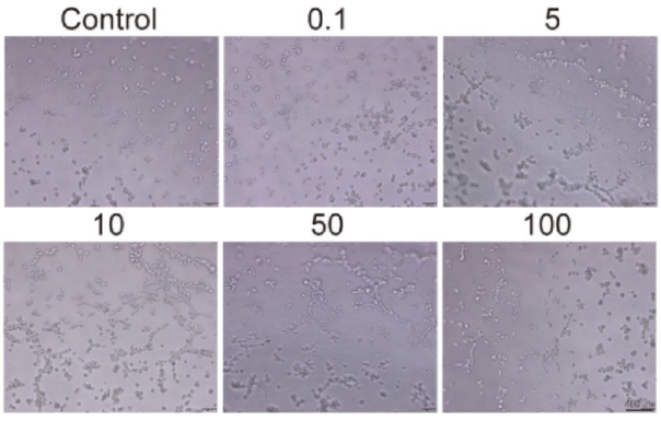 Experimental Validation Results for Basement Membrane Matrix (Phenol Red)