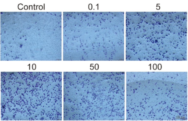 Experimental Validation Results for Basement Membrane Matrix (Phenol Red)