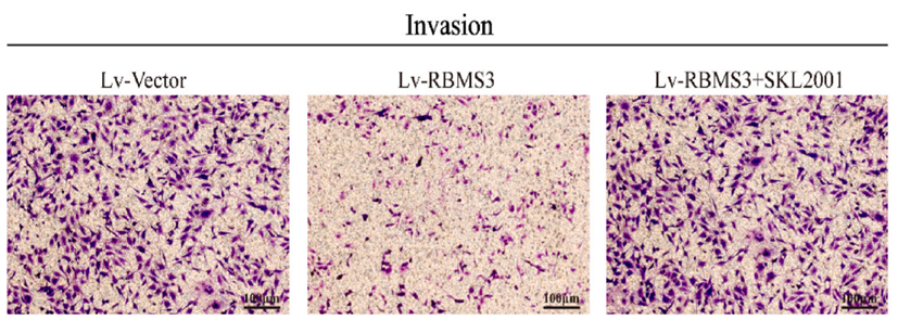 Experimental Validation Results for Basement Membrane Matrix (Phenol Red)