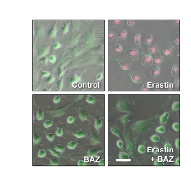 Experimental Validation Results for Bazedoxifene