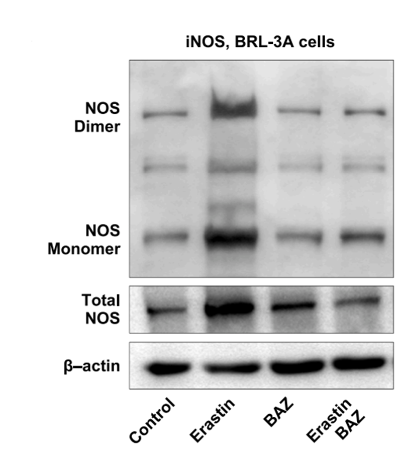 Experimental Validation Results for Bazedoxifene