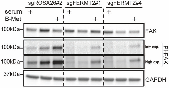 Experimental Validation Results for Betamethasone hydrochloride