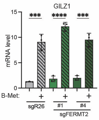Experimental Validation Results for Betamethasone hydrochloride