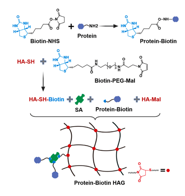 Biotin NHS
