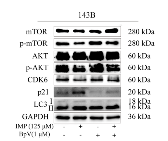 Experimental Validation Results for BpV(HOpic)