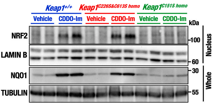 Experimental Validation Results for CDDO-Im