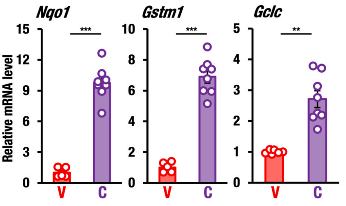 Experimental Validation Results for CDDO-Im