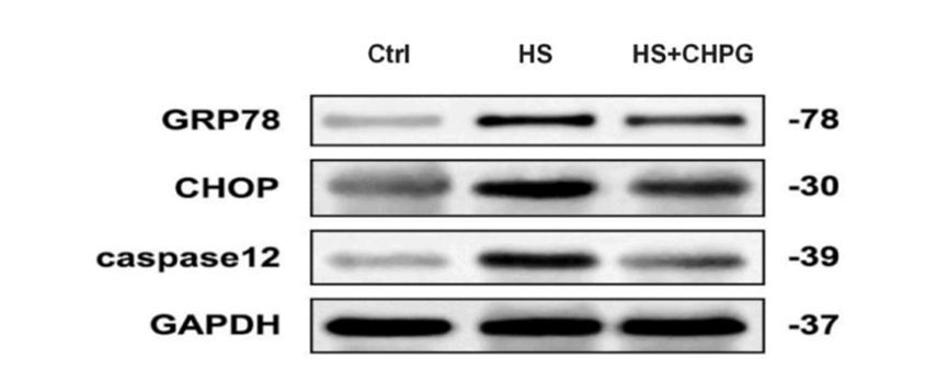 Experimental Validation Results for CHPG