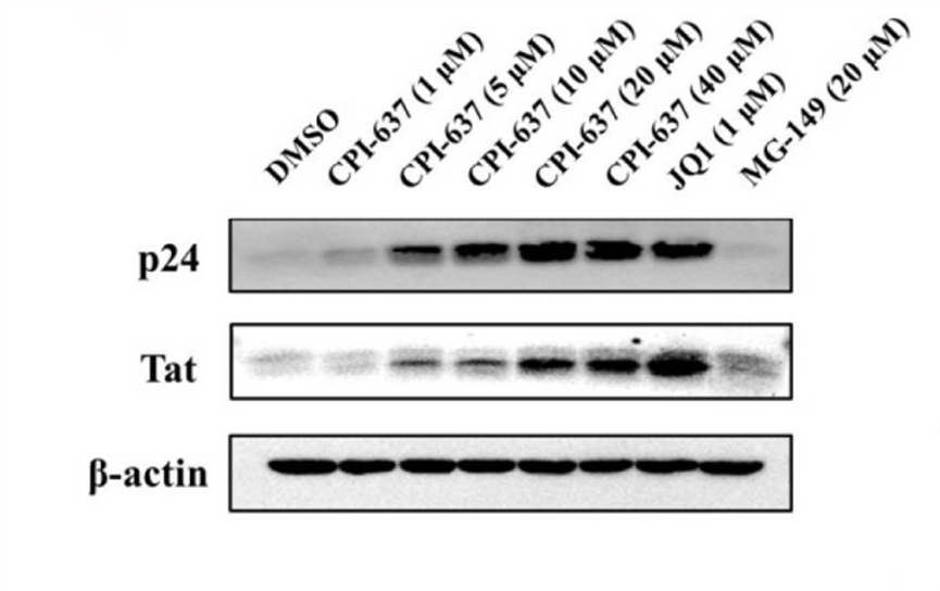 Experimental Validation Results for CPI-637