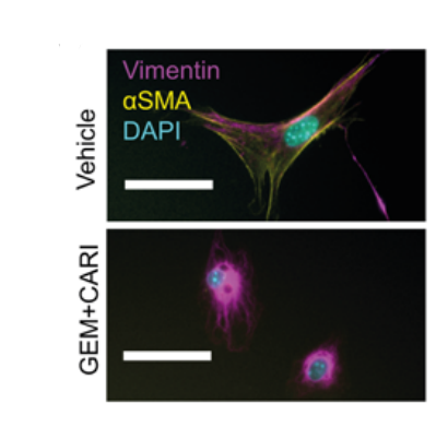Experimental Validation Results for Cariporide (mesilate)