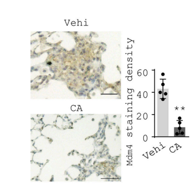 Experimental Validation Results for Chebulic acid