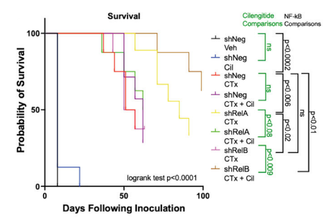 Experimental Validation Results for Cilengitide