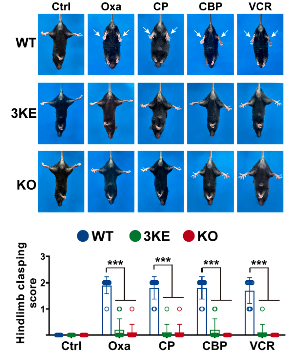 Experimental Validation Results for Cisplatin