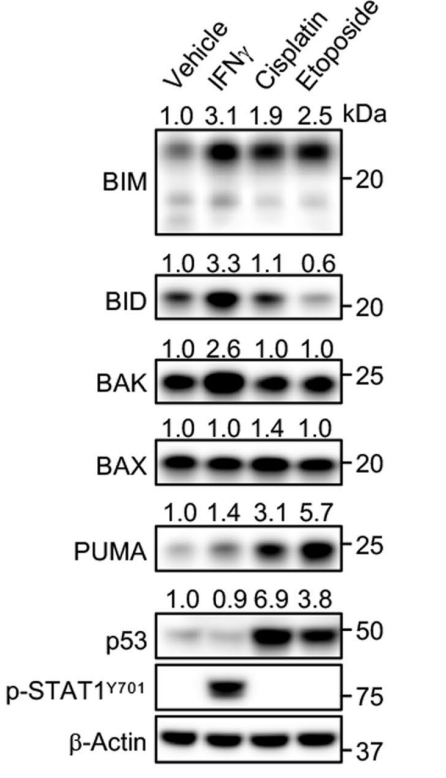Experimental Validation Results for Cisplatin