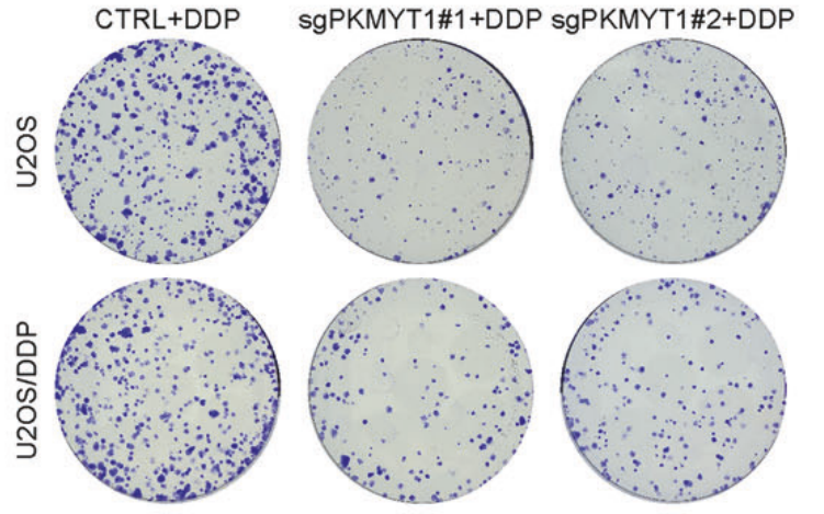 Experimental Validation Results for Cisplatin