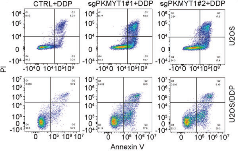 Experimental Validation Results for Cisplatin