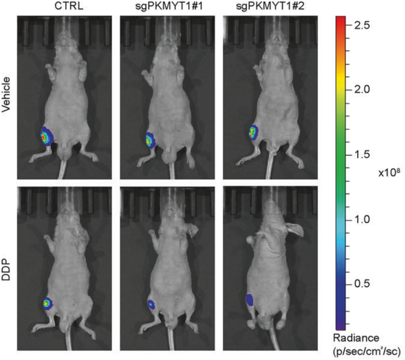 Experimental Validation Results for Cisplatin