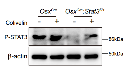 Experimental Validation Results for Colivelin